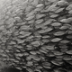 Illustration for article titled How Whale Poop Balanced Earths Nutrient Cycles